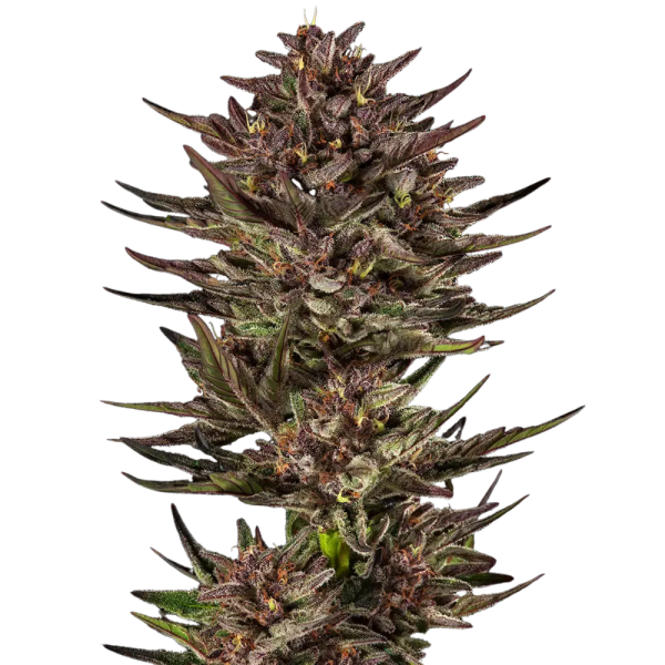 Barneys Farm - 3 Samen Auto Frosted Zinn x Cookie Dog