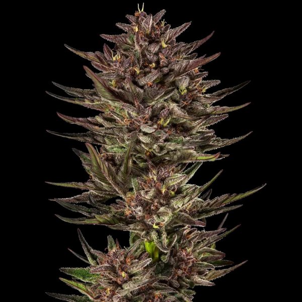 Barneys Farm Samen Frosted Zinn x Cookie Dog Autoflowering - 3 Seeds