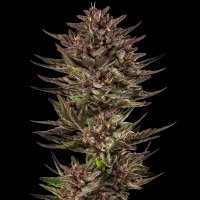 Barneys Farm - 3 Samen Auto Frosted Zinn x Cookie Dog