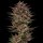 Barneys Farm Samen Frosted Zinn x Cookie Dog Autoflowering - 3 Seeds