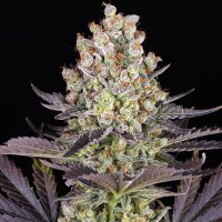 Barneys Farm Samen Papaya Frosting feminisiert - 3 Seeds