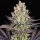 Barneys Farm Samen Papaya Frosting feminisiert - 3 Seeds