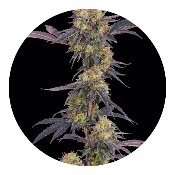 Barneys Farm Samen Tropicana Cherry feminisiert - 3 Seeds