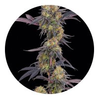 Barneys Farm Samen Tropicana Cherry feminisiert - 3 Seeds