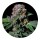 Barneys Farm - 3 seeds packs Tropicana Cherry
