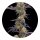 Barneys Farm Samen Tropicana Cherry feminisiert - 3 Seeds