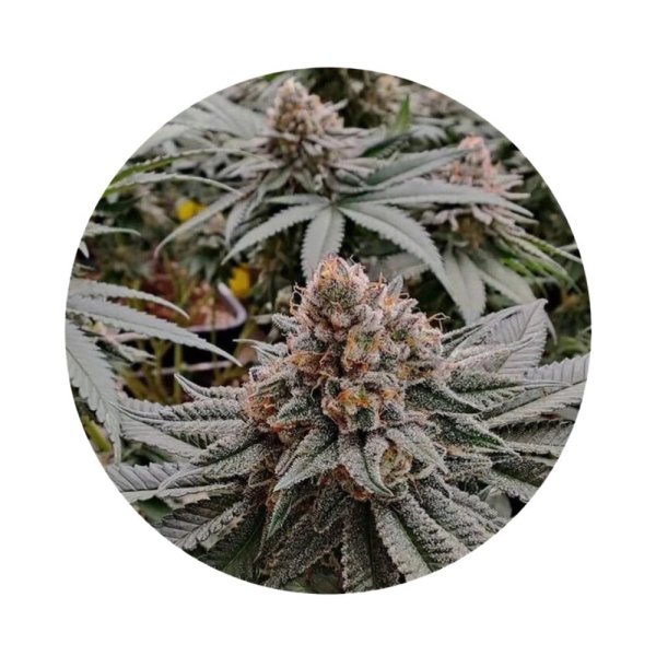 Barneys Farm Samen Frosted Zinn x 3 Bears OG Autoflowering - 3 Seeds