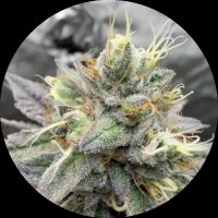 Doja Samen feminisiert Cali Genetik Cherry Limeade 6 Stk.