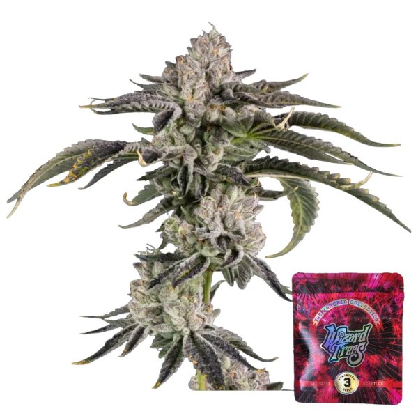 Wizard Trees Samen Gridlock feminisiert - 3 Seeds