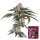 Wizard Trees Samen Gridlock feminisiert - 3 Seeds
