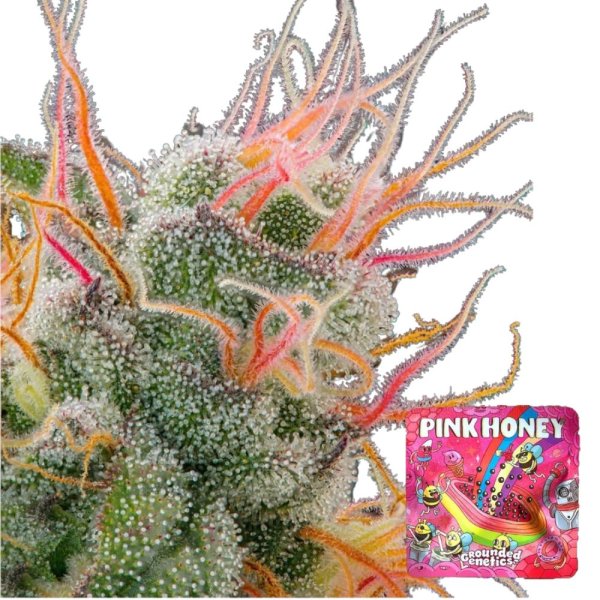 Grounded Genetics Samen feminisiert Pink Honey 7 Stk.
