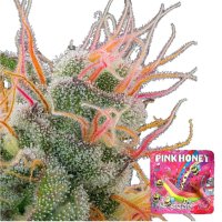 Grounded Genetics Samen feminisiert Pink Honey 7 Stk.