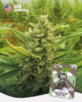 Holy Hemp Samen US Genetics versch. Sorten 3 Samen