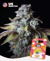 Holy Hemp Samen US Genetics versch. Sorten 3 Samen