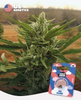 Holy Hemp Samen US Genetics versch. Sorten 3 Samen