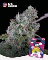 Holy Hemp Samen US Genetics versch. Sorten 3 Samen