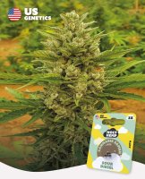 Holy Hemp Samen US Genetics versch. Sorten 3 Samen