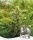 Holy Hemp Samen US Genetics versch. Sorten 3 Samen