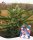 Holy Hemp Samen US Genetics versch. Sorten 3 Samen
