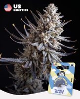 Holy Hemp US Genetics - 3 Samen Vanilla Gelato Auto