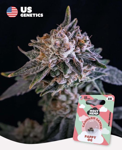 Holy Hemp US Genetics - 3 Samen Pappy OG feminisiert