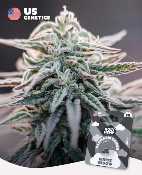 Holy Hemp US Genetics - 3 Samen White Widow Auto