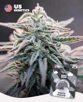 Holy Hemp US Genetics - 3 Samen White Widow Auto