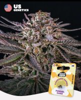 Holy Hemp US Genetics - 3 Samen Funnel Cake feminisiert