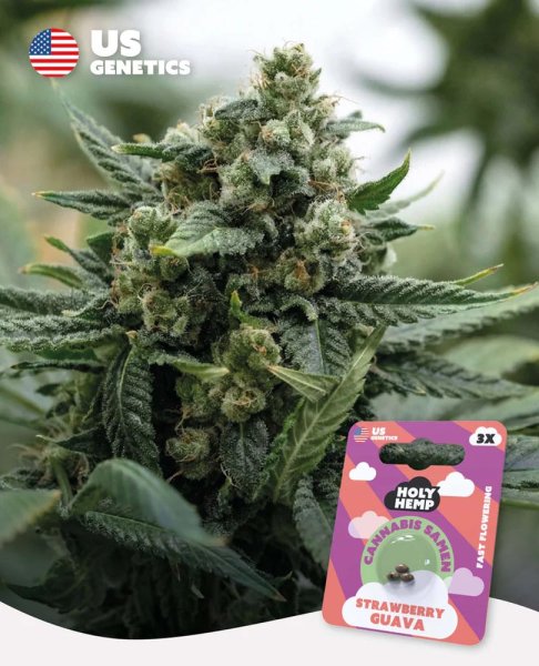 Holy Hemp US Genetics - 3 Samen Strawberry Guava feminisiert