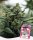 Holy Hemp US Genetics - 3 Samen Strawberry Guava feminisiert