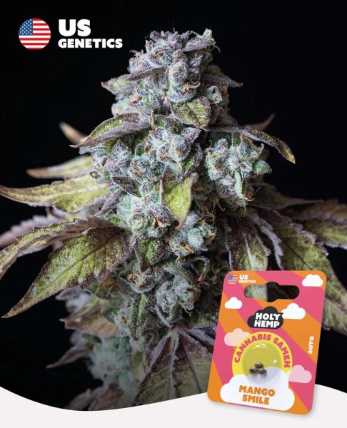 Holy Hemp US Genetics - 3 Samen Mango Smile Auto