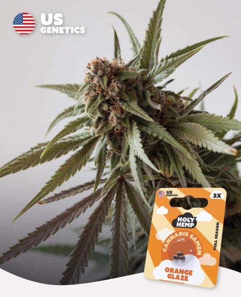 Holy Hemp US Genetics - 3 Samen Orange Glaze feminisiert