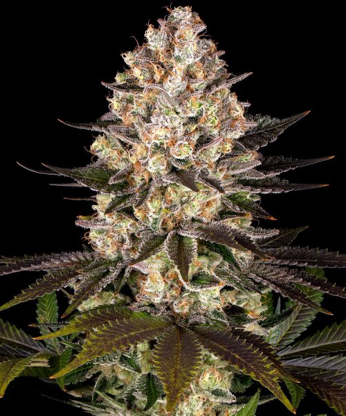 Barneys Farm - 3 seeds packs Hindu Kush