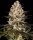 Barneys Farm Samen Hindu Kush feminisiert - 3 Seeds