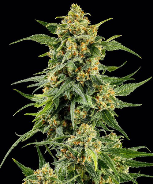 Barneys Farm Samen Skunk #1 feminisiert - 3 Seeds