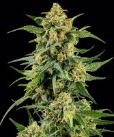 Barneys Farm Samen Skunk #1 feminisiert - 3 Seeds