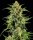 Barneys Farm Samen Skunk #1 feminisiert - 3 Seeds