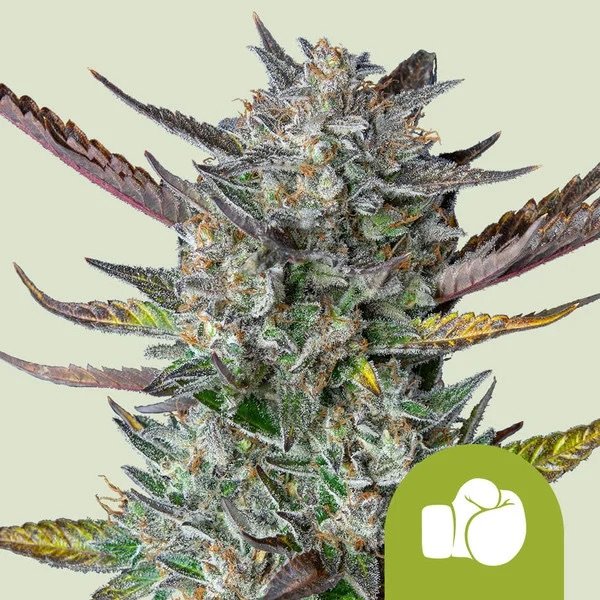Royal Queen Seeds Samen Purple Punch Autoflowering - 1 Samen