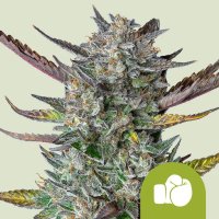 Royal Queen Seeds Samen Purple Punch Autoflowering - 1 Samen
