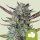Royal Queen Seeds Samen Purple Punch Autoflowering - 1 Samen