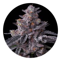 Barneys Farm Samen Zillions feminisiert - 3 Seeds