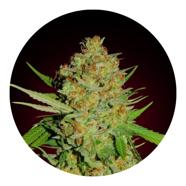 Hempodia Bubblegum Autoflowering - 3 Seeds