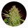 Hempodia Bubblegum Autoflowering - 3 Seeds