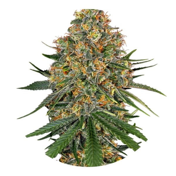 Hempodia Cheese Autoflowering - 3 Seeds