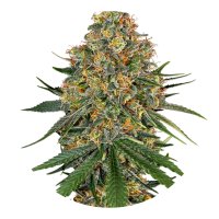 Hempodia Cheese Autoflowering - 3 Seeds