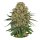 Hempodia Cheese Autoflowering - 3 Seeds