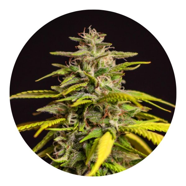 Hempodia Cookies Autoflowering - 3 Seeds