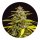Hempodia Cookies Autoflowering - 3 Seeds