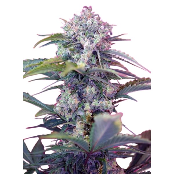 Hempodia Cream Mandarine Autoflowering - 3 Seeds