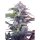 Hempodia Cream Mandarine Autoflowering - 3 Seeds